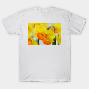 Narcissus  &#39;Bantam&#39;  AGM   Division 2 Large-cupped  Daffodil T-Shirt